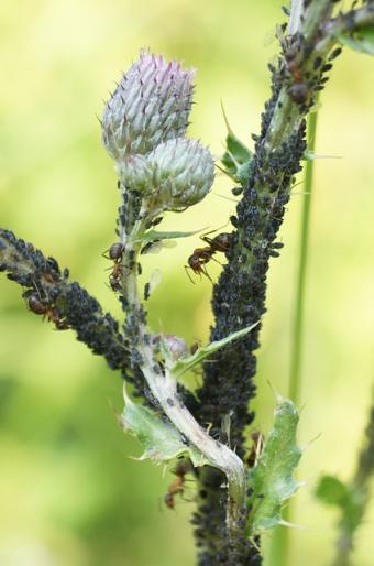 thistle with aphids