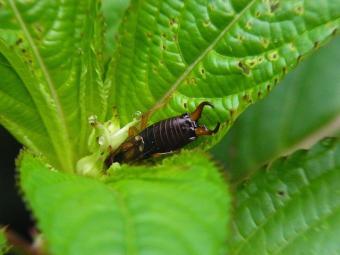 earwig plant habitat