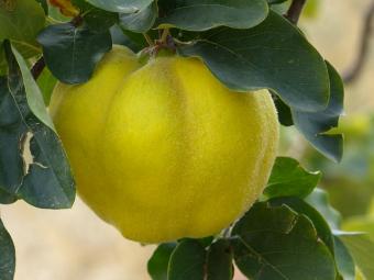 quince tree leaves