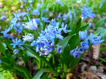 blue scilla flower