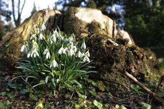 galanthus in spring