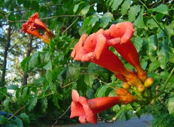 Trumpet Creeper Vine