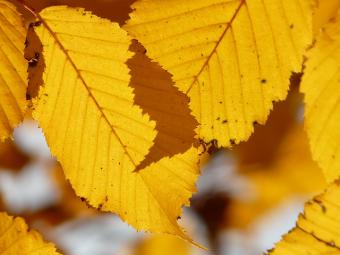 beech autumn color