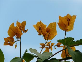 bougainvillea bracts