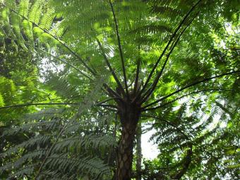 Tasmanian tree fern