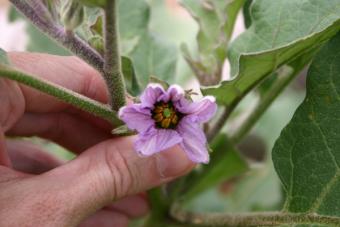 purple eggplant blossom