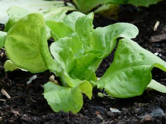 lettuce seedling