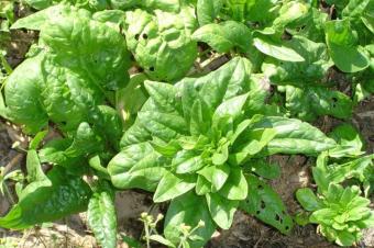 spinach seedlings