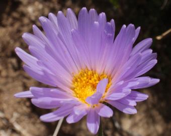 Mojave Aster