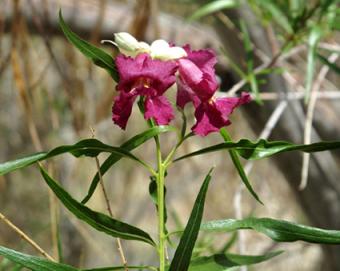 Desert Willow