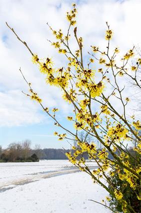 Witch Hazel Tree