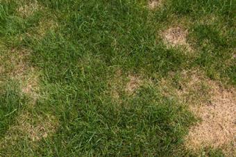 Brown Patched Lawn