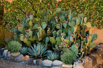 Desert garden with edibles