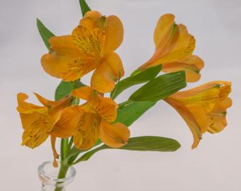 Alstroemeria aurea