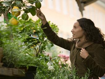 Woman picking lemon from tree