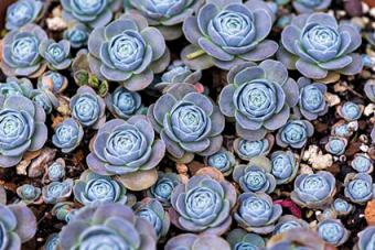 Echeveria spreading in garden