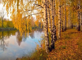 birch trees in fall