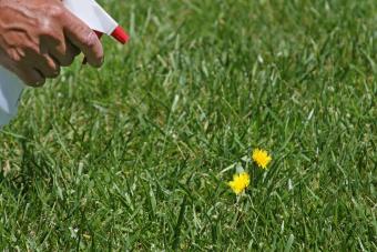 Vinegar weed killer