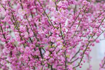 Dwarf pink almond