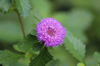 Aster toothy foliage