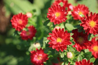 Red china aster