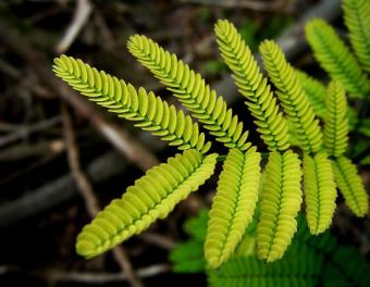 Close-up of acacia farnesiana leaves