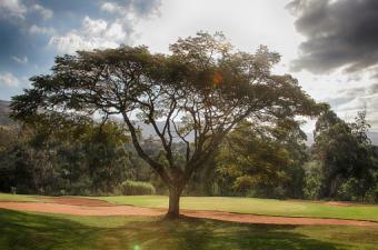 Acacia tree