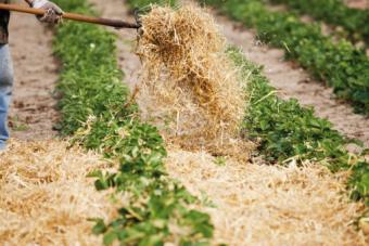 Strawberry Winter Protection: Straw Mulch vs. Row Covers