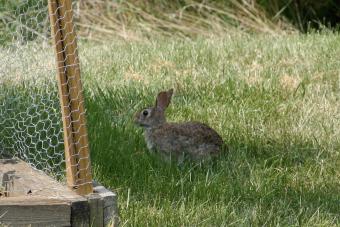 Rabbit outside rabbit-proof fence