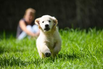 Golden Retriever puppy running on grass