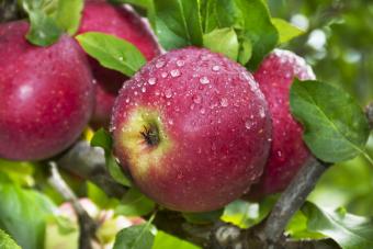 Organic Apples on Tree