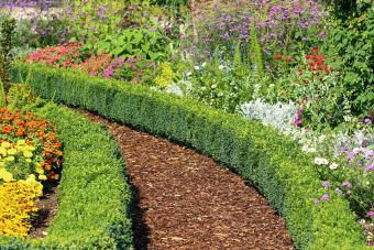 Scale of Plantings