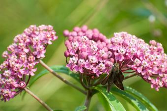 Dun skipper on swamp milkweed