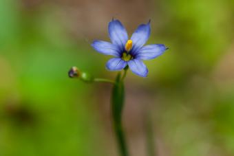 Blue-eyed grass with flower