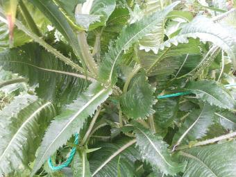 Teasel leaf