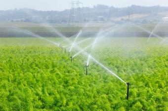 Watering fennel field