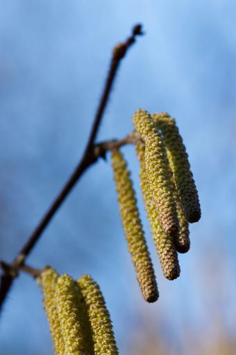 Common Hazel Catkins