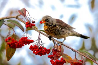 Bird eating Rowan berries in tree