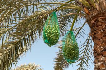 Dates protected by nets in palm tree