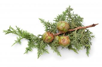 Cypress tree cones on branch