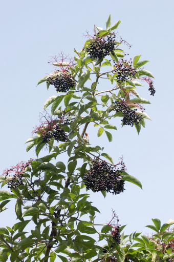 Clusters of elderberries on branch