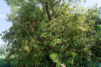 Black Elder with ripe berries