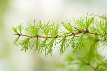 Larch branch with green needles