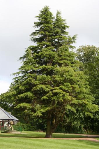 Yew tree in park