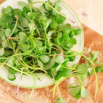 A plate of fresh purslane