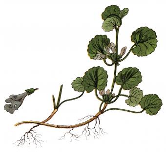 Illustration of a Glechoma hederacea