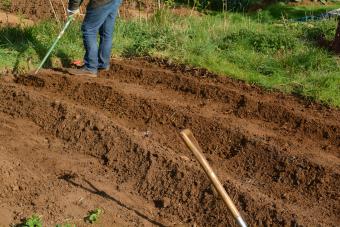 Hand tilling ground for planting crops