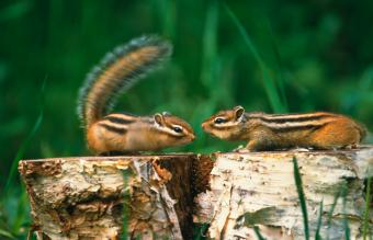 Chipmunks on tree stumps