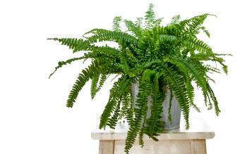 Boston fern