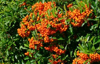 firethorn cultivar Orange Glow 